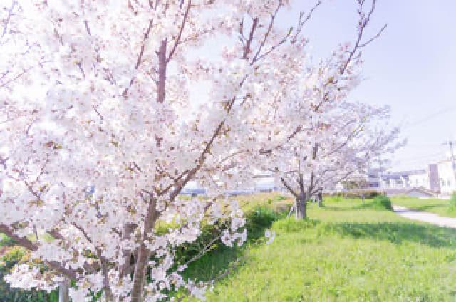 天野川沿いの桜並木