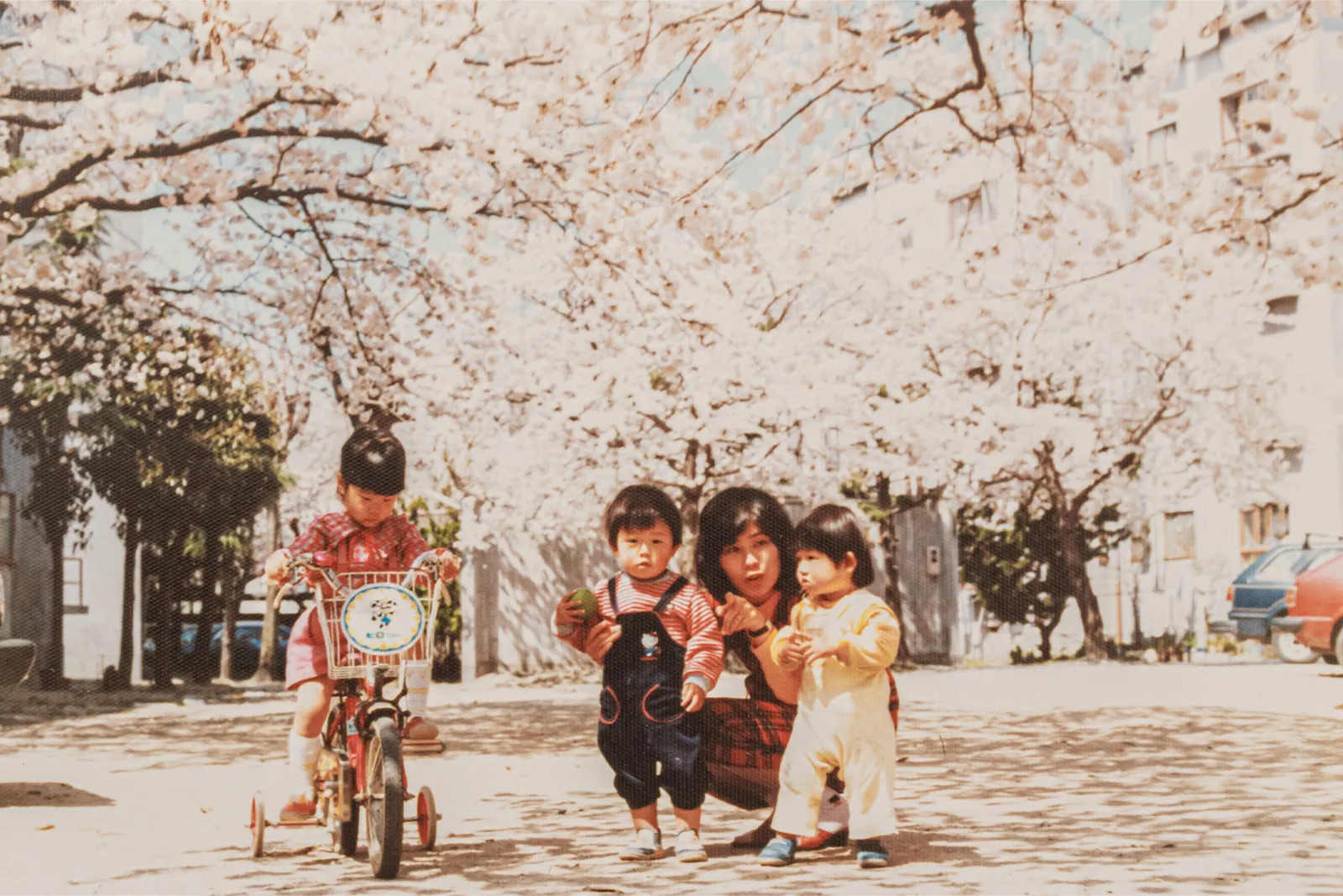石橋団地の桜の木