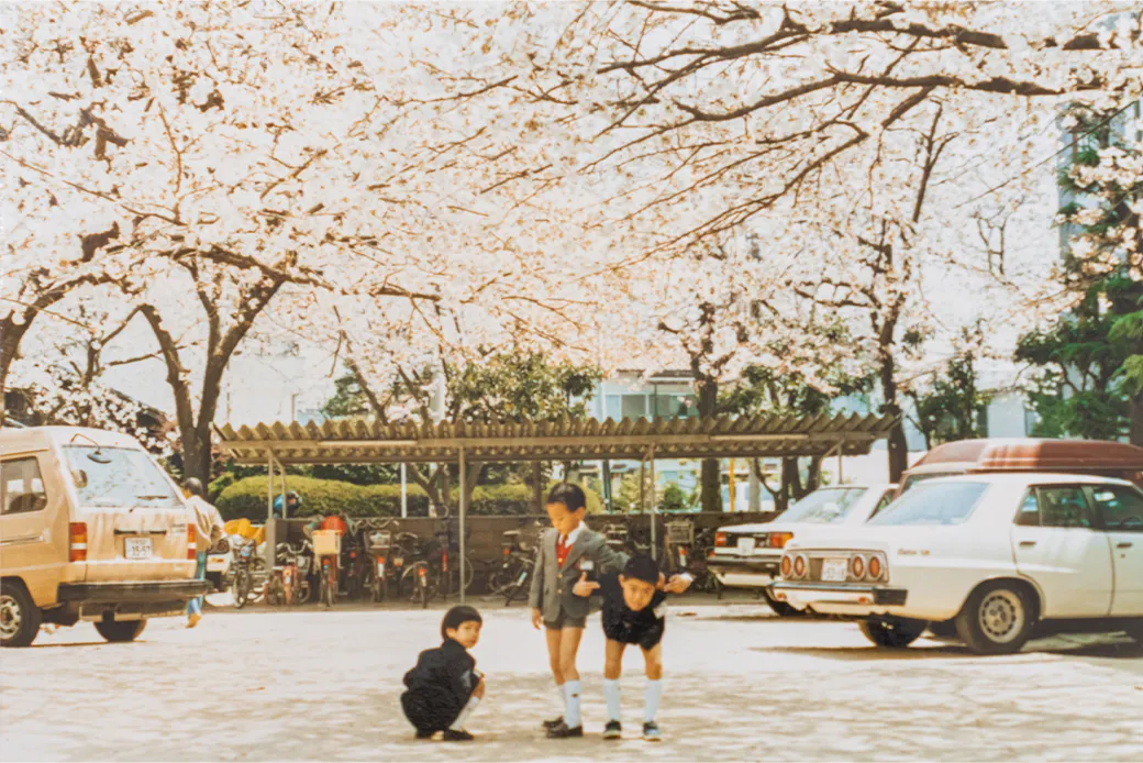 毎年春になると、中庭には満開の桜が咲き誇った（1985年）