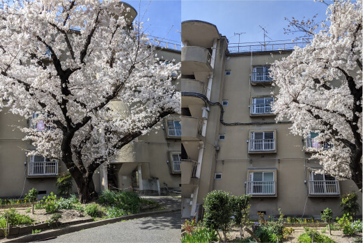 シンボルツリーとして長年住民に愛された桜の木