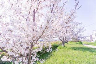 天野川沿いにある桜並木。川と桜と緑が綺麗な映え写真が撮れること間違いナシ！