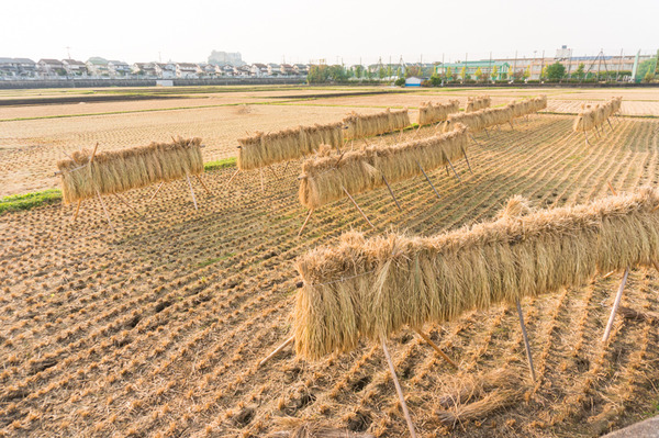 秋は団地の周りにある田園風景がどこか懐かしい感じに。