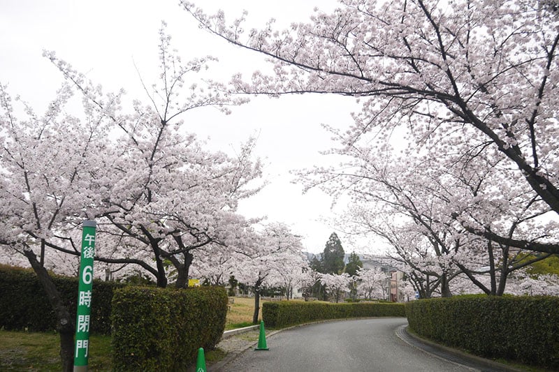 徒歩5分ほどで行ける「池の瀬公園」の周辺には春には見事な桜並木が。