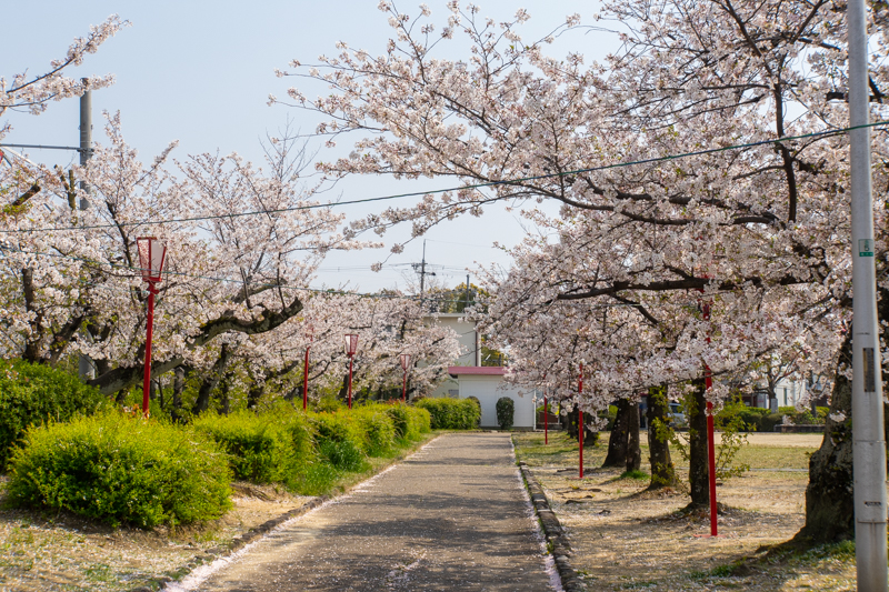 「牧野公園」までは自転車で5分ほど。『枚方八景』のひとつの桜並木は圧巻です。