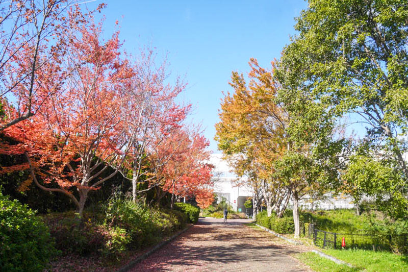 広大な敷地の大阪府営「寝屋川公園」までは自転車で5分ほど。広い芝生広場はもちろん、遊具のある広場、水遊びも可能な噴水広場、テニスコート、野球場などもあり、近隣の市から訪れる人も多い大型の公園です。