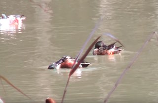 高倉公園内の池にはカルガモの姿も…