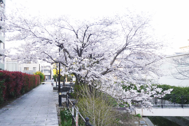 「からくる親水公園」は春になるとお花見スポットに。川沿いに咲く満開の桜は気分がウキウキしますよっ♪