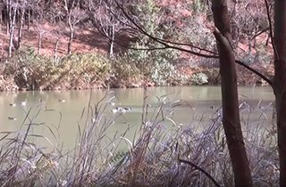 団地すぐそばの「晴美公園」には綺麗な池も！