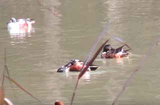 高倉公園内の池にはカルガモの姿も…