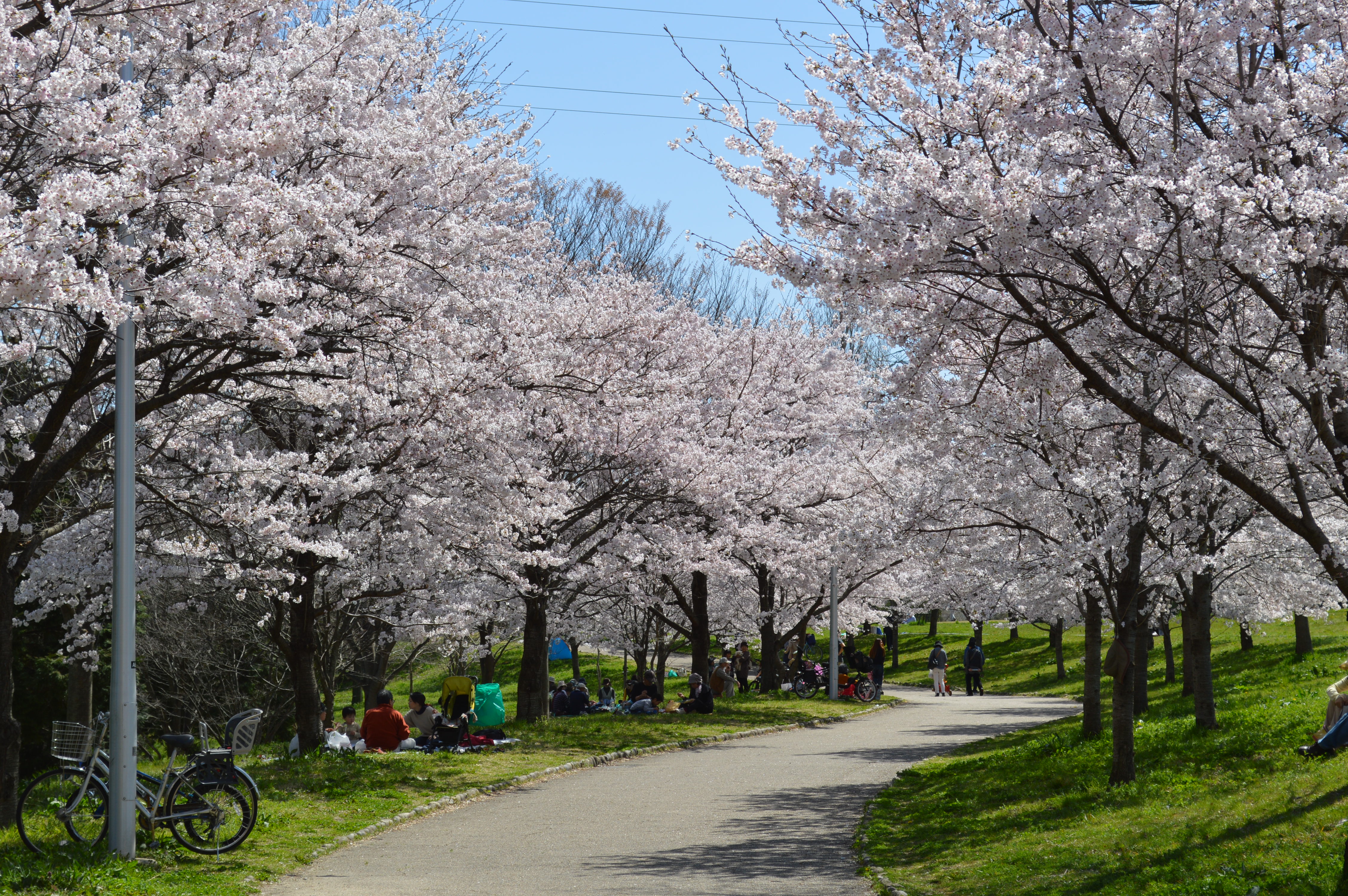 四季折々のお花が楽しめるので春はお花見、秋は紅葉狩りと年中楽しむことができます。お弁当を持って家族や友だちとピクニックも十分できる広さ。