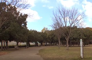 広大な芝生が綺麗な「庭代公園」、散歩にピクニックに最適