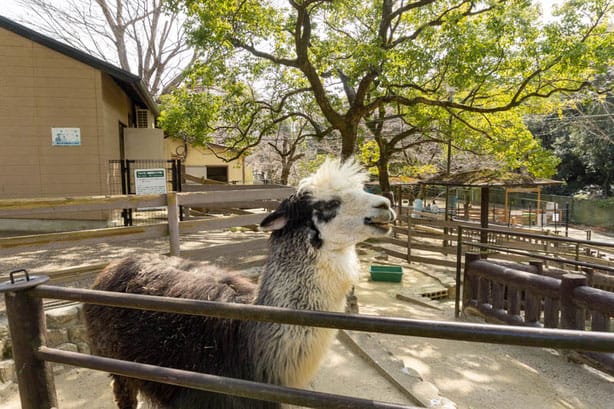 五月山動物園 アルパカ