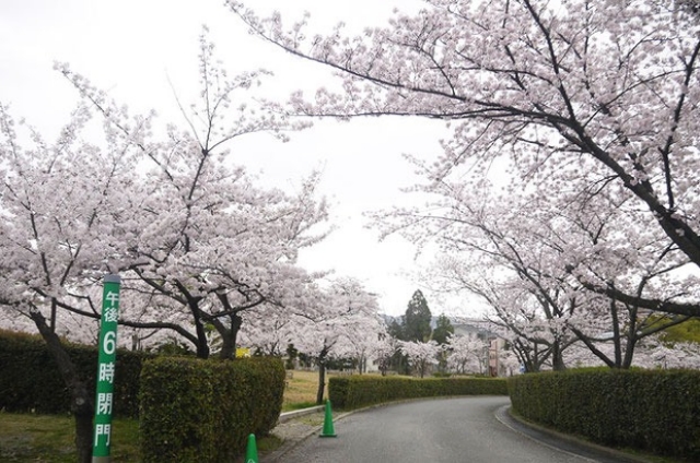 「池の瀬公園」周辺の桜並木