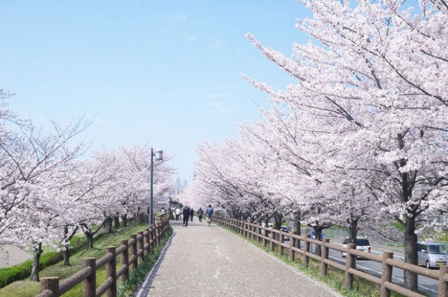 「打上治水緑地」の桜並木