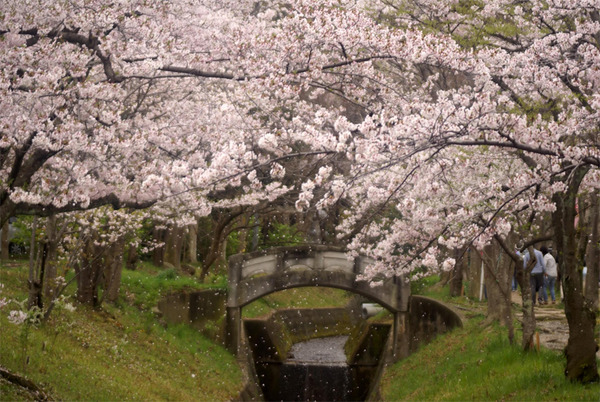 星田妙見宮(妙見河原)の桜のトンネル