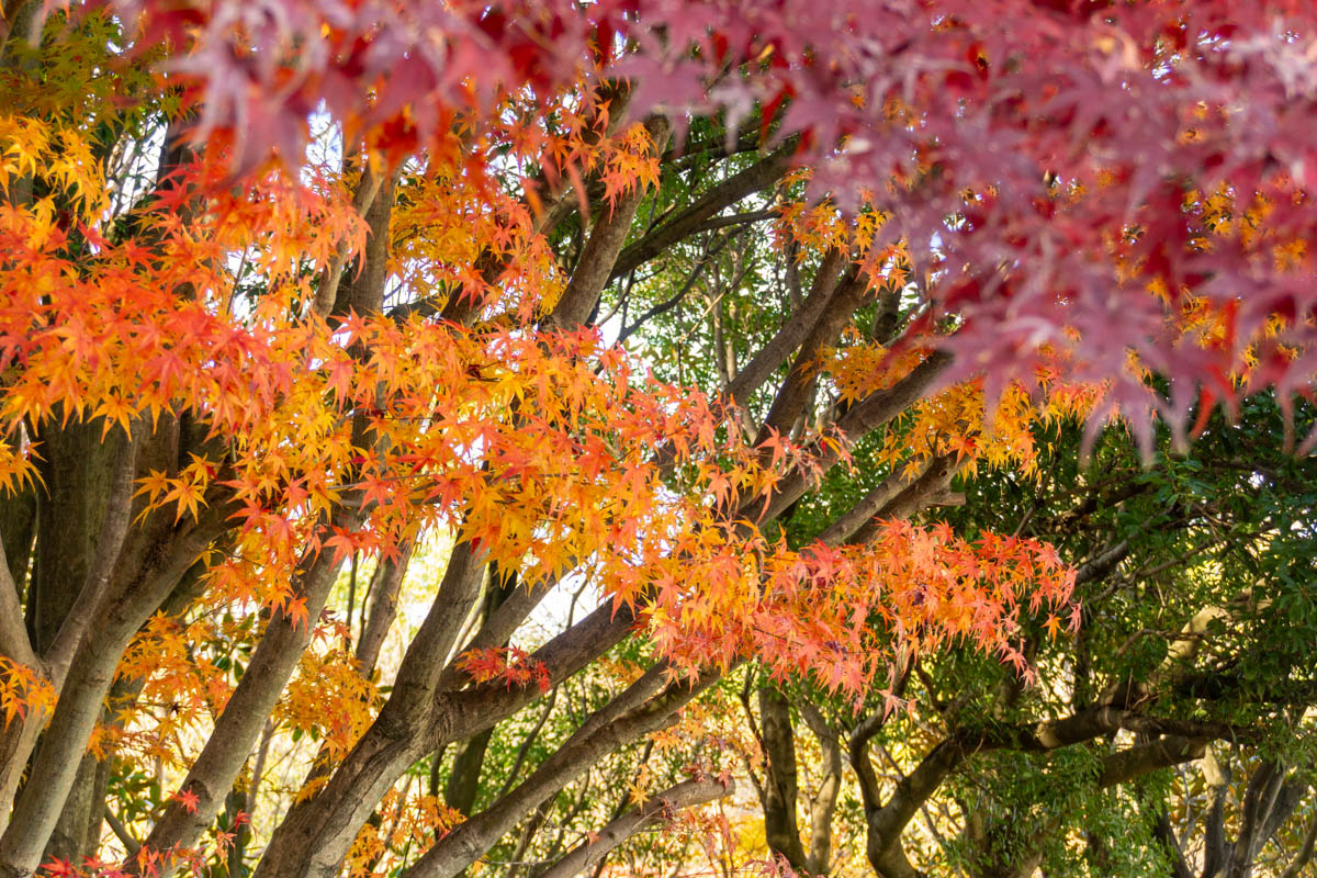 蜻蛉池公園