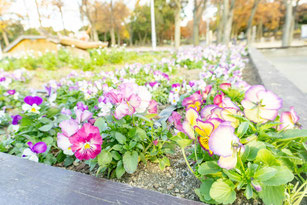 久宝寺緑地 公園内の花壇