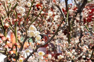 服部天神 花