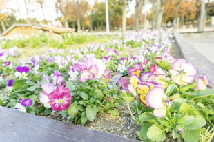久宝寺緑地 公園内の花壇
