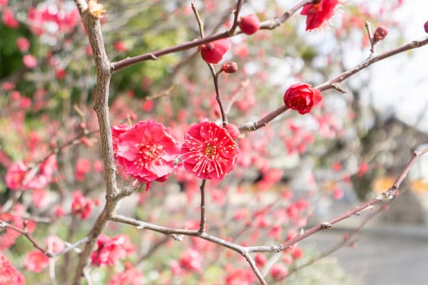 住吉大社 梅の花