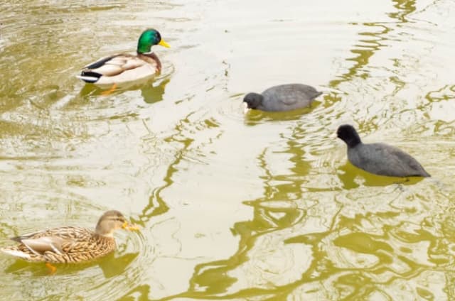 池に集まる渡り鳥
