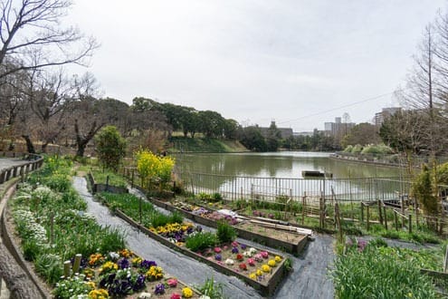 千里南公園の広場の季節の花