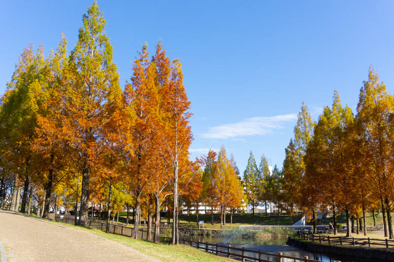 打上治水緑地 紅葉
