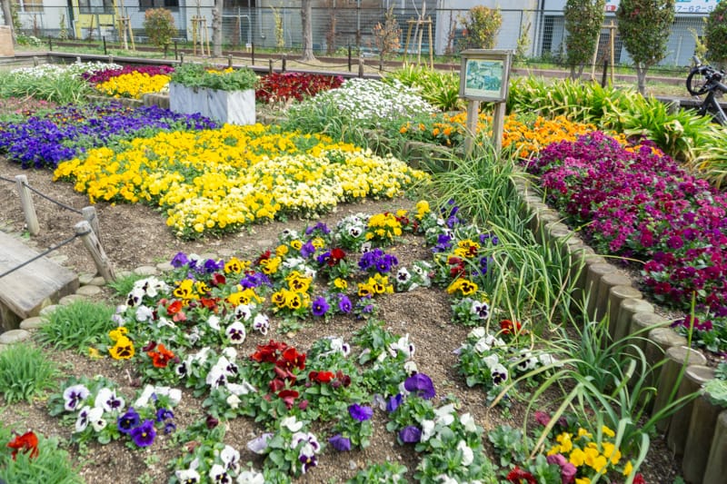 石橋駅前公園に咲く花