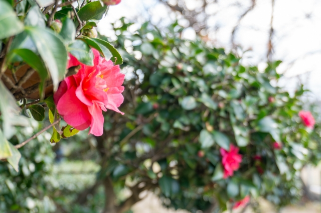 助松公園：植木の赤い花